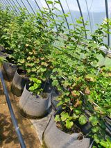 팜모닝 딸기·병해충상담 게시글 이미지