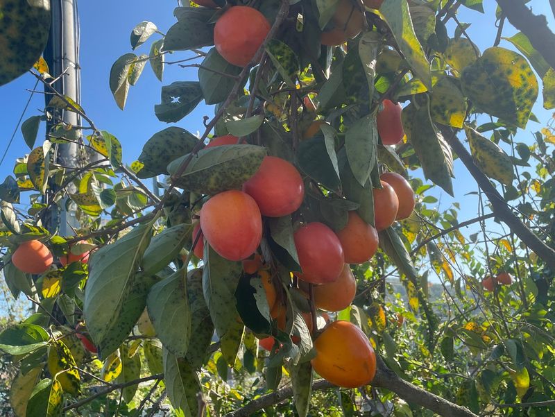 장터 상품 [선산 대봉감 41,000원/10kg] 썸네일