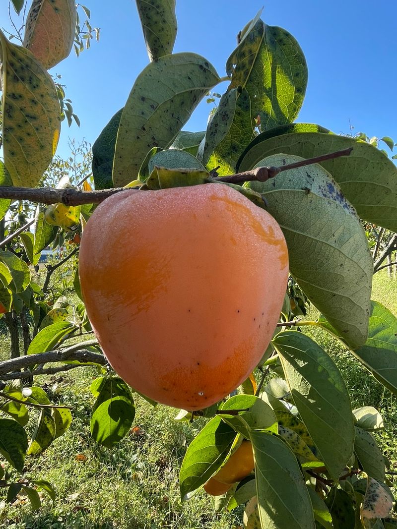 땅을 그리는자님의 장터 판매 상품 [선산 대봉감 41,000원/10kg] 첨부 사진