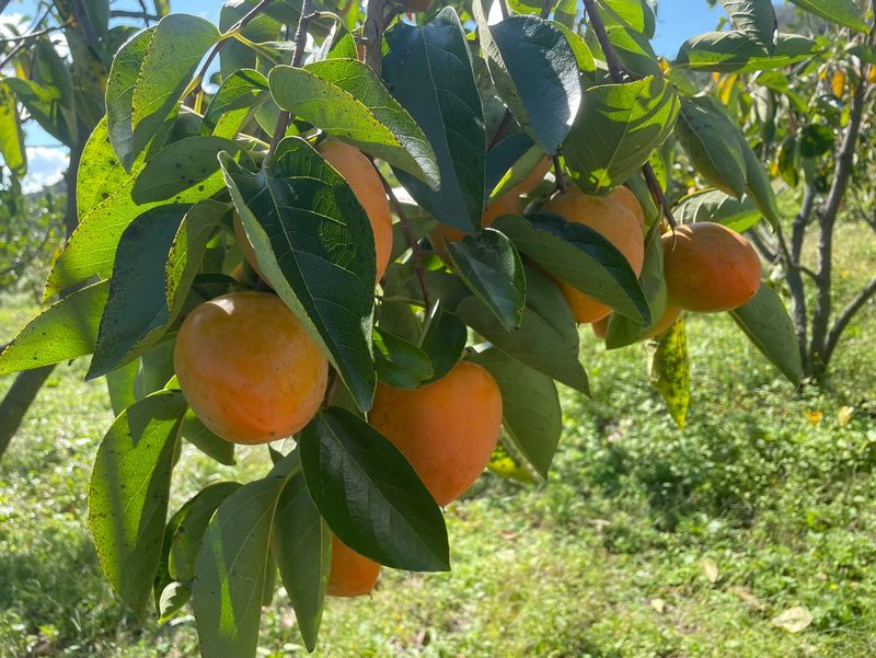땅을 그리는자님의 장터 판매 상품 [선산 대봉감 41,000원/10kg] 첨부 사진