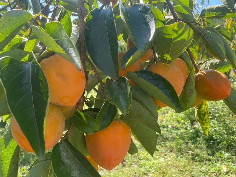 땅을 그리는자님의 장터 판매 상품 [선산 대봉감 41,000원/10kg] 첨부 사진