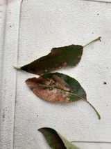 팜모닝 사과·병해충상담 게시글 이미지