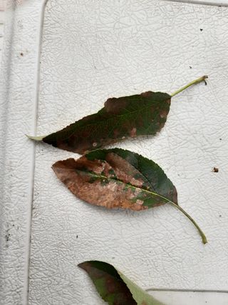 황금농원님의 사과 · 병해충상담 작성글 사진