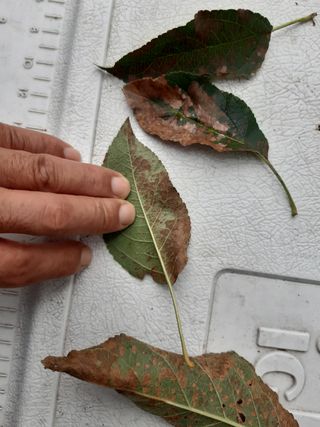 황금농원님의 사과 · 병해충상담 작성글 사진