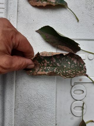 황금농원님의 사과 · 병해충상담 작성글 사진