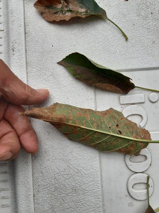 황금농원님의 사과 · 병해충상담 작성글 사진