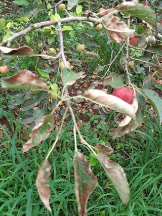 황금농원님의 사과 · 병해충상담 작성글 사진