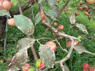 황금농원님의 사과 · 병해충상담 작성글 사진