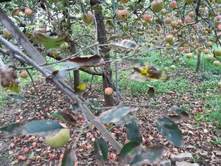 황금농원님의 사과 · 병해충상담 작성글 사진