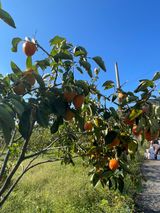 팜모닝 감·병해충상담 게시글 이미지