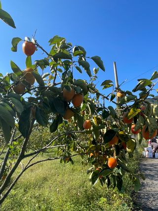 땅을 그리는자님의 감 · 병해충상담 작성글 사진