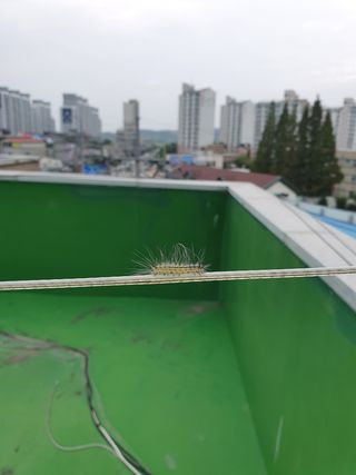 지형배님의 감 · 병해충상담 작성글 사진