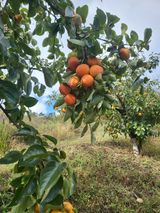 팜모닝 · 게시글 이미지