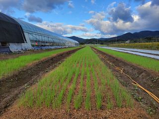 월산 양파님의 감 · 자유게시판 작성글 사진