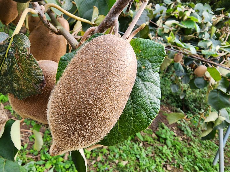 장터 상품 [대흥 키위 5키로 25.000원] 썸네일