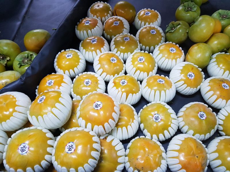 자연애 단감농원님의 장터 판매 상품 [태추단감 4.5kg  17과 기준 30000] 첨부 사진