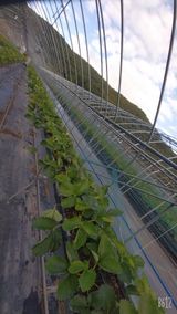 팜모닝 딸기·일상 게시글 이미지