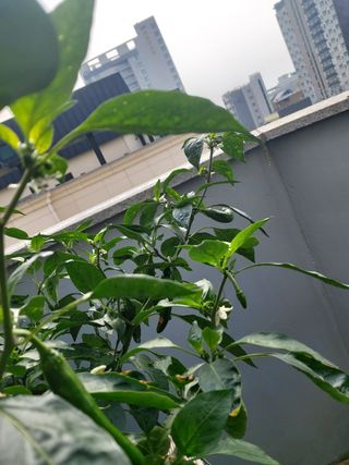 박충권님의 고추 · 병해충상담 작성글 사진