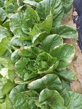 팜모닝 포도·자유게시판 게시글 이미지