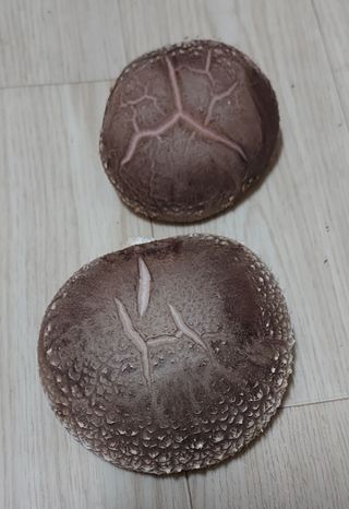 벌꿀이네님의 파 · 자유게시판 작성글 사진