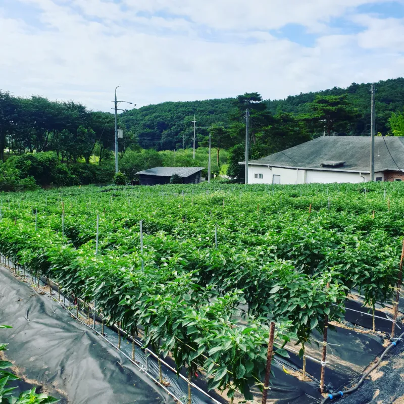 김준회님의 장터 판매 상품 [2022년 햇 고춧가루 16000원 5근(80000원) 10근(150000원)] 첨부 사진