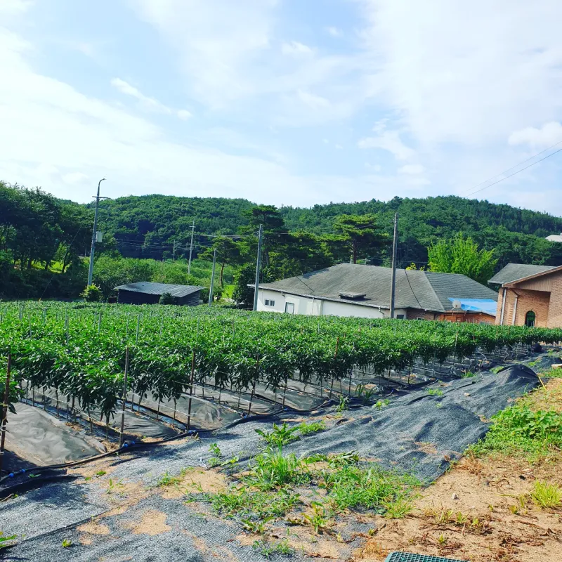 김준회님의 장터 판매 상품 [2022년 햇 고춧가루 16000원 5근(80000원) 10근(150000원)] 첨부 사진