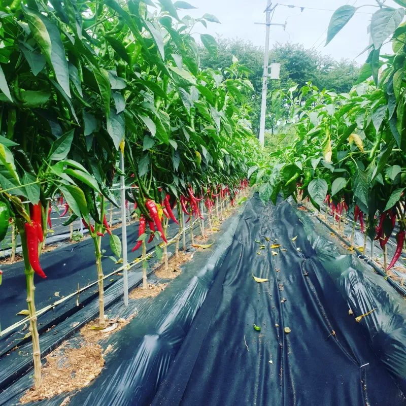 김준회님의 장터 판매 상품 [2022년 햇 고춧가루 16000원 5근(80000원) 10근(150000원)] 첨부 사진