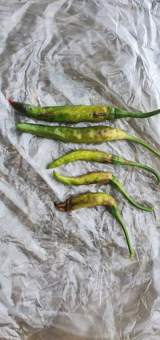 노춘현님의 고추 · 병해충상담 작성글 사진