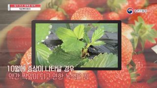 알 수 없음님의 딸기 · 병해충상담 작성글 사진