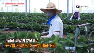 알 수 없음님의 딸기 · 병해충상담 작성글 사진