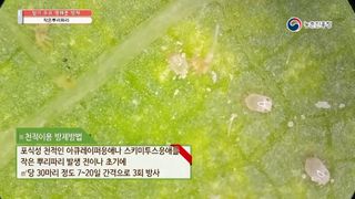 알 수 없음님의 딸기 · 병해충상담 작성글 사진