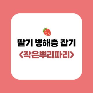 알 수 없음님의 딸기 · 병해충상담 작성글 사진