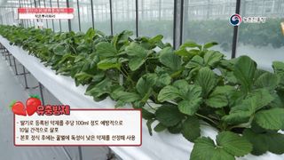 알 수 없음님의 딸기 · 병해충상담 작성글 사진