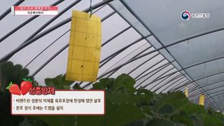 알 수 없음님의 딸기 · 병해충상담 작성글 사진