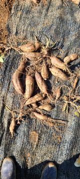 팜모닝 고구마·병해충상담 게시글 이미지