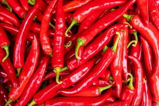 고추 농사도우미님의 고추 · 일상 작성글 사진