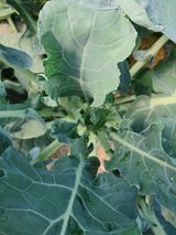 팜모닝 기타작물·병해충상담 게시글 이미지