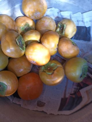 노상천님의 작성글 사진