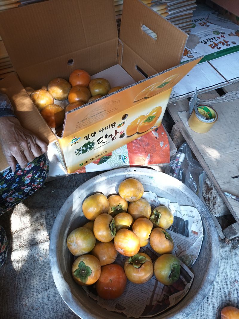 노상천님의 장터 판매 상품 [농경주 판매자:노상천                                부유단감 ] 첨부 사진