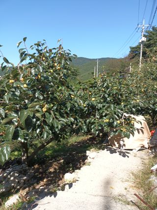 노상천님의 작성글 사진