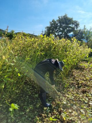 소나무둥지님의 호박 · 자유게시판 작성글 사진