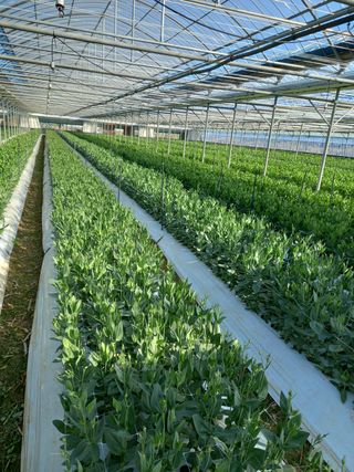 김해농부허외순님의 매실 · 자유게시판 작성글 사진