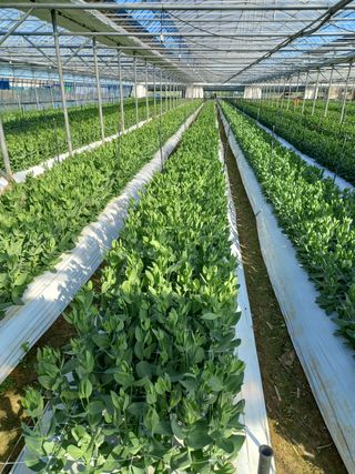 김해농부허외순님의 매실 · 자유게시판 작성글 사진