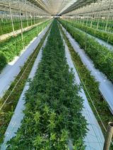 팜모닝 매실·자유게시판 게시글 이미지