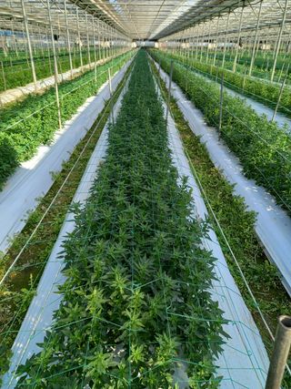 김해농부허외순님의 매실 · 자유게시판 작성글 사진