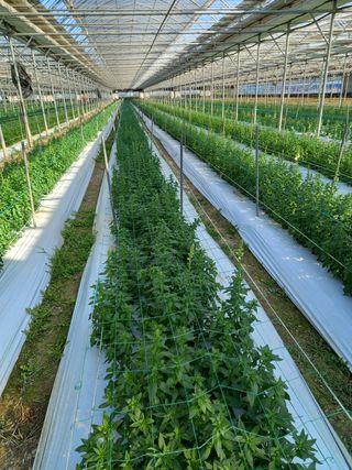 김해농부허외순님의 매실 · 자유게시판 작성글 사진