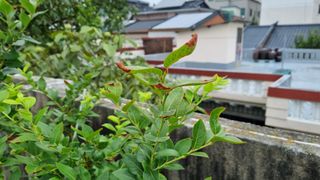 바른길님의 블루베리 · 병해충상담 작성글 사진