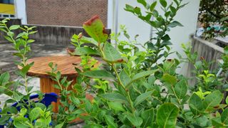 바른길님의 블루베리 · 병해충상담 작성글 사진