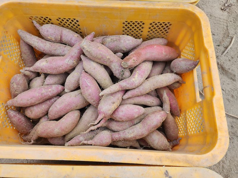 오해은님의 장터 판매 상품 [호박고구마, 꿀고구마 ] 첨부 사진