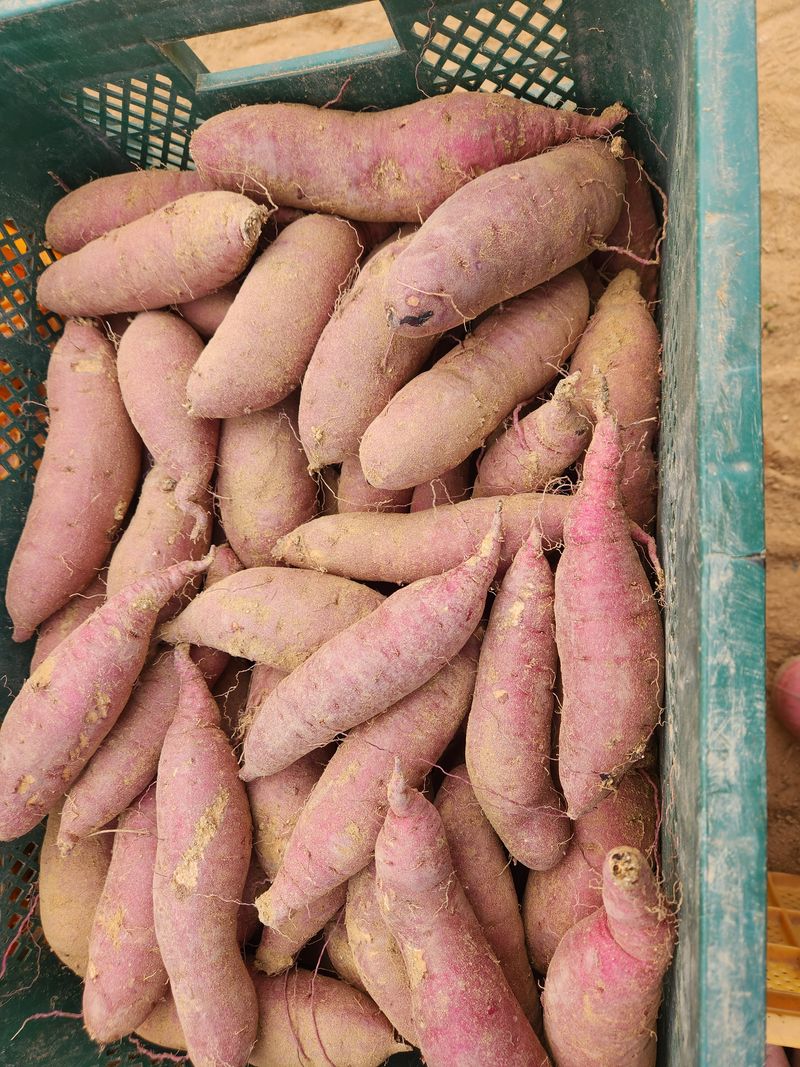 오해은님의 장터 판매 상품 [호박고구마, 꿀고구마 ] 첨부 사진